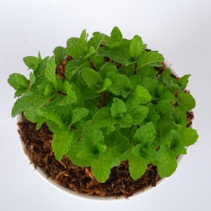 

Terlaris Tanaman Obat Daun Mint - Papermint Bibit Tanaman Herbal Pepermint Pohon Hidup Bergaransi