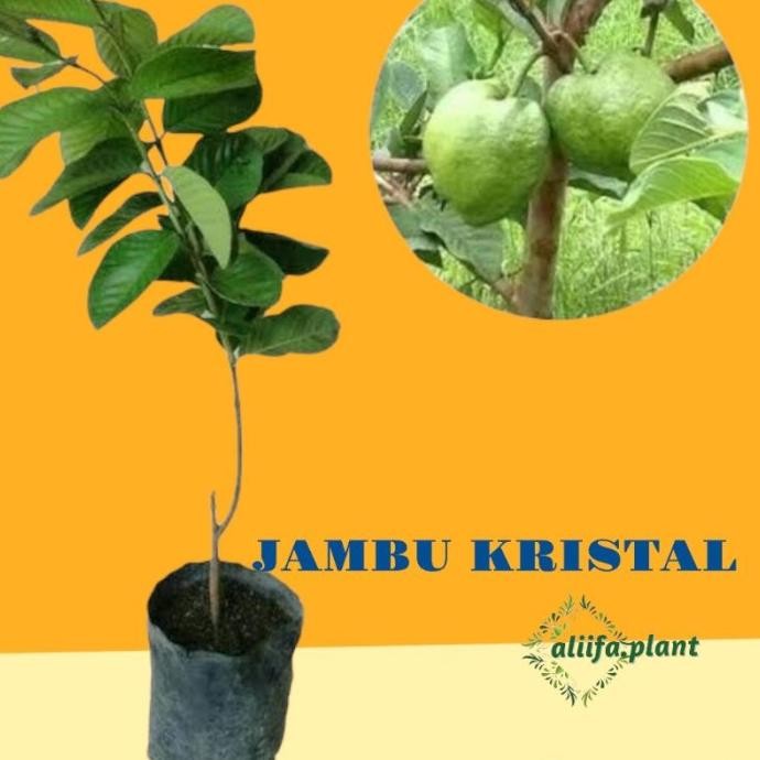 

Terlaris Bibit Buah Jambu Kristal Non Biji Hasil Okulasi Bisa Berbuah Dalam Pot