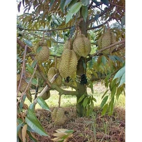 

Terlaris Bibit Durian Musangking Super Unggul Okulasi Cepat Berbuah