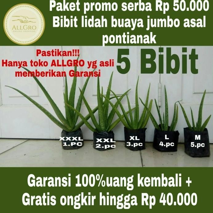 

Terlaris Bibit Lidah Buaya Jumbo Pontianak
