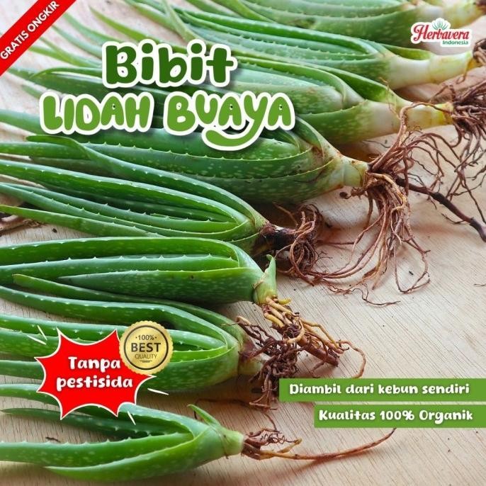 

Terlaris Aloevera Bibit Lidah Buaya Jumbo Herbavera