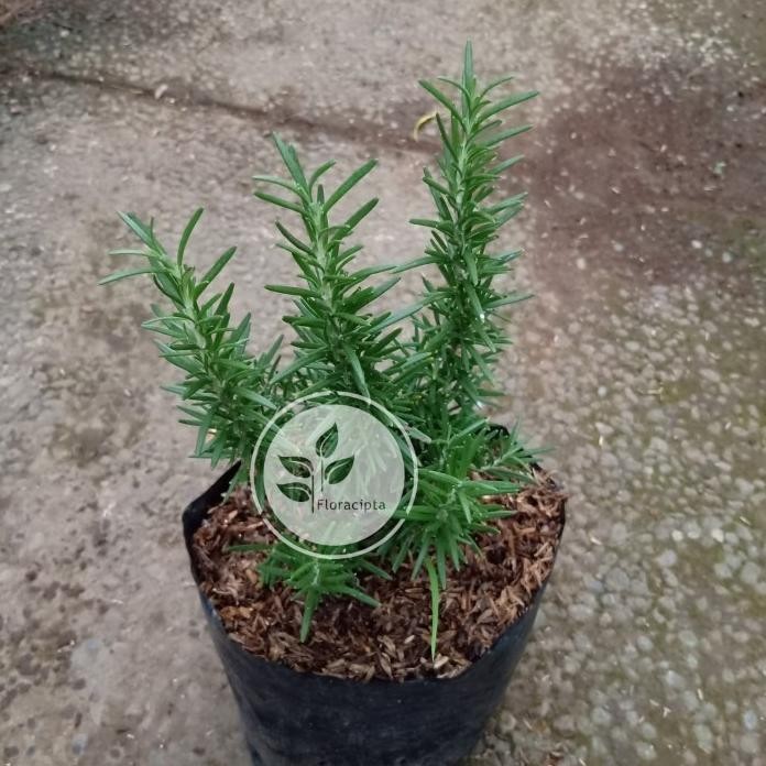 

Terlaris Bibit Pohon Rosemary/Tanaman Rosemary - Rosmary