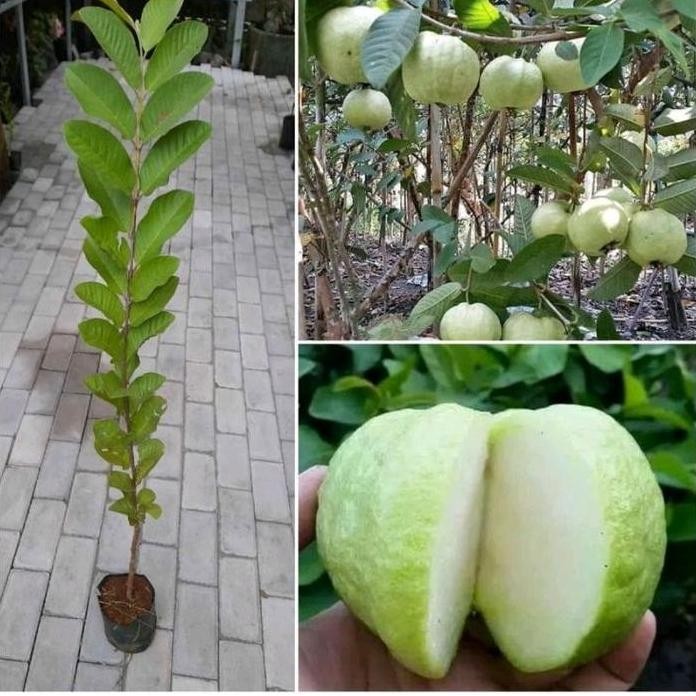 

Terlaris Bibit Jambu Kriatal Non Biji - Ready Stock