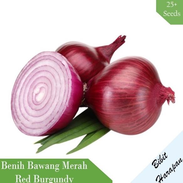 

Terlaris Xz1- Bibit Benih Bawang Merah Red Burgundy Red Onion Bibit Unggul