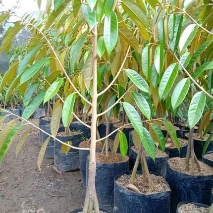 

Terlaris Ready!! Bibit Tanaman Pohon Durian Bawor Kaki 3 Tinggi 70 Cm Berkualitas