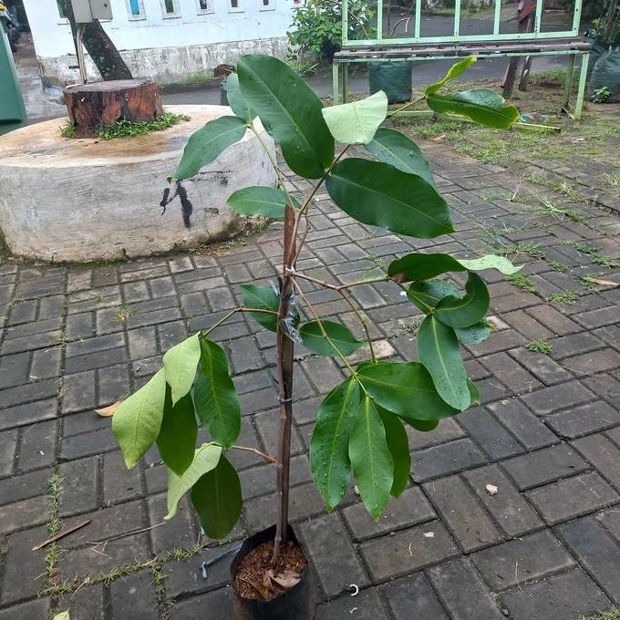 

Terlaris Bibit Jambu Air Salju Cangkok