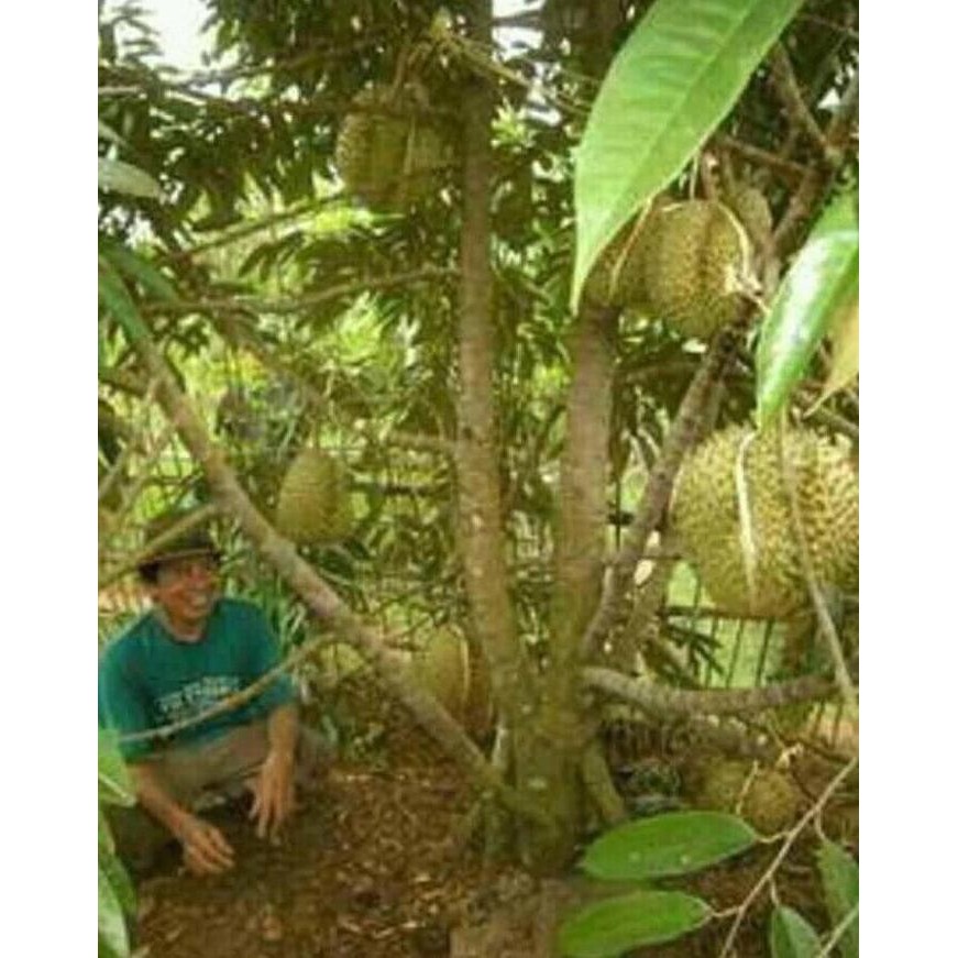 

Terlaris Bibit Durian Bawor Tinggi 150Cm