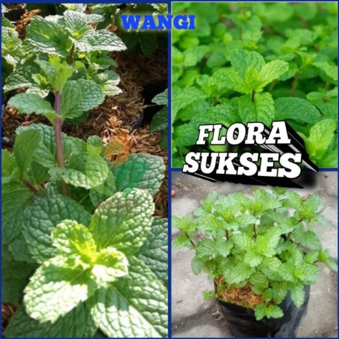 

Terlaris Bibit Tanaman Daun Mint Bibit Mint Pohon Mint [Termurah]