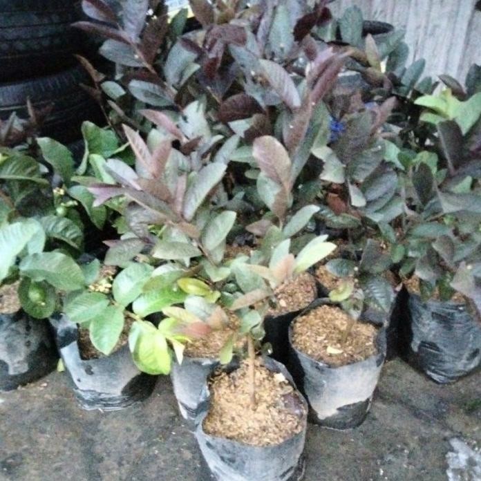

Terlaris Bibit Jambu Australia Merah Rimbun Siap Tanam Unggul