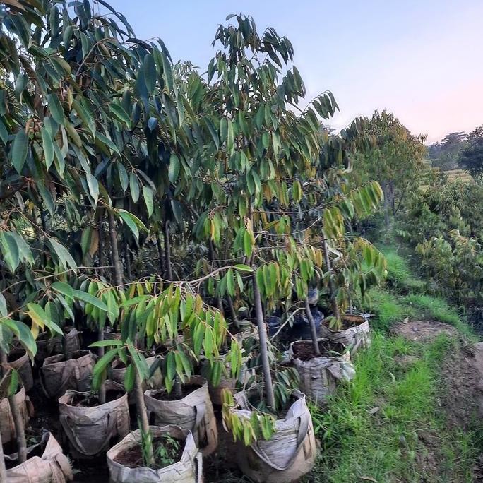 

Terlaris Bibit Durian Tabulampot Jenis Mk (Gratis Pecking Kayu)