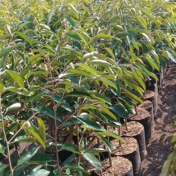 

Terlaris Bibit Durian Super Tembaga Asli Bangka Belitung