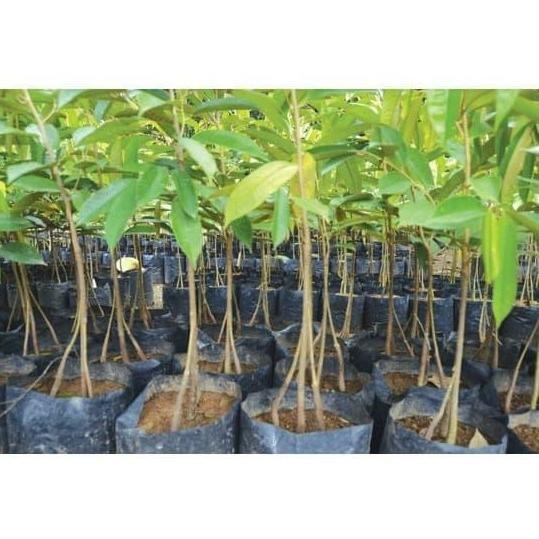 

Terlaris Bibit Durian Seedling Montong Kaki Tiga
