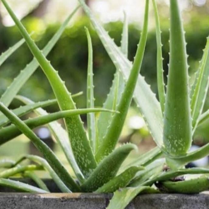 

Terlaris Bibit Tanaman Hias Lidah Buaya