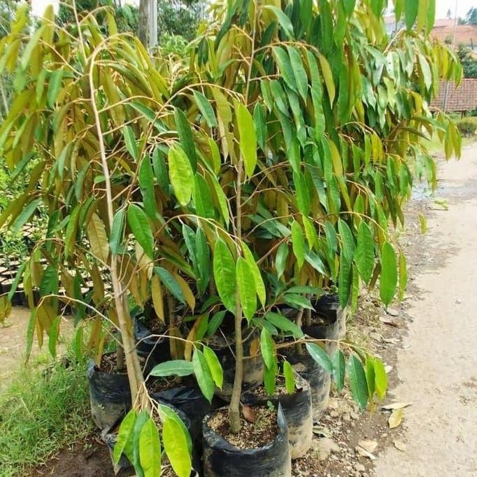 

Terlaris Bibit Buah Durian Pelangi Tinggi 1 Meter - Durian Pelangi Premium