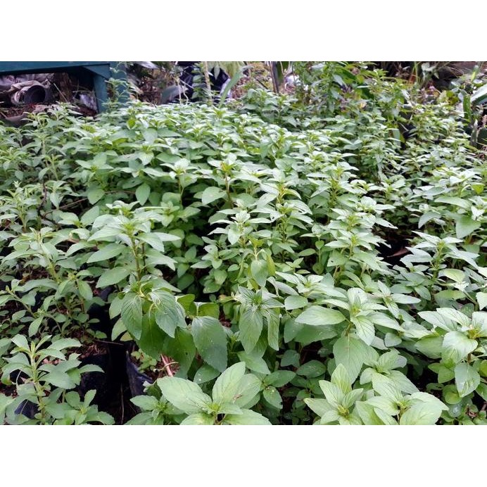 

Terlaris Ready! Bibit Tanaman Peppermint/Daun Mint