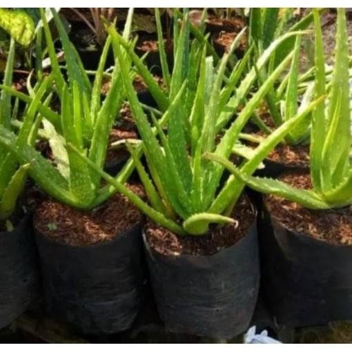 

Terlaris Bibit Tanaman Herbal Lidah Buaya