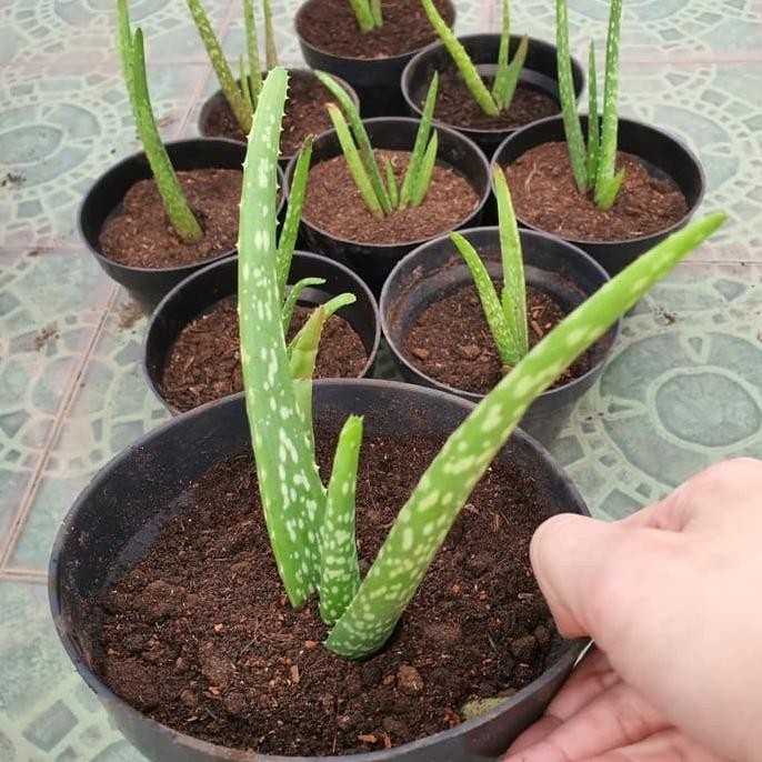 

Terlaris Terlaris Terlaris Bibit Pohon Lidah Buaya Aloe Vera Jumbo Termurah