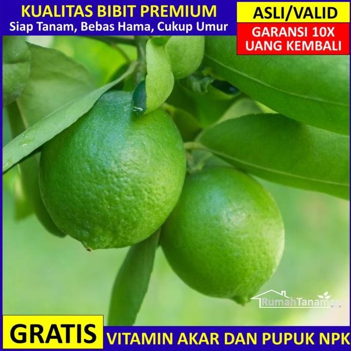 

Terlaris Bibit Jeruk Nipis Unggul Bergaransi, Pohon Jeruk Nipis Valid