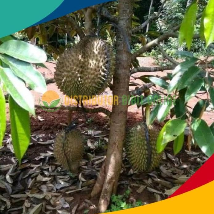 

Terlaris Bibit Durian Montong Kaki 3