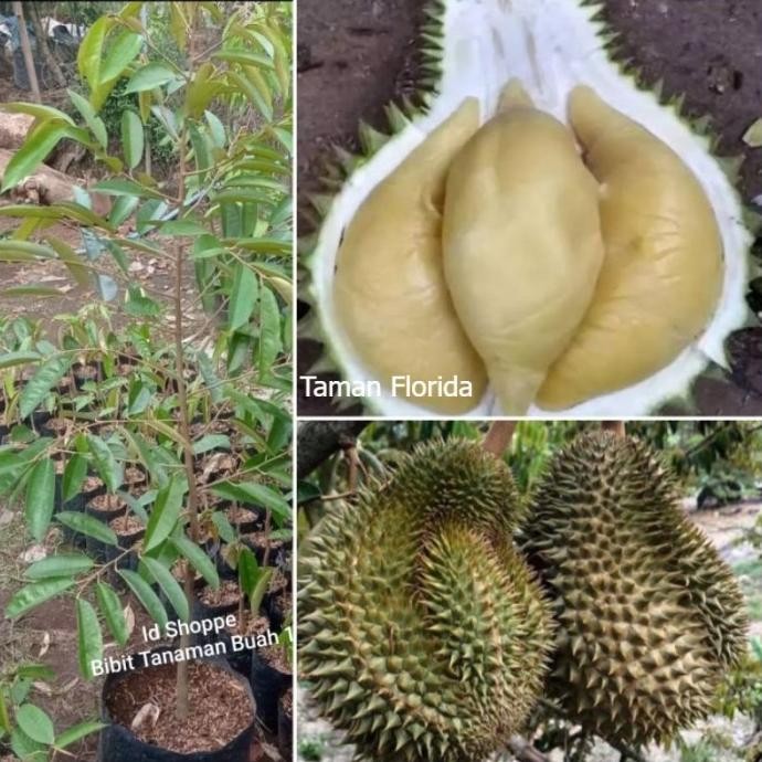 

Terlaris Bibit Tanaman Buah Durian Namlung Cepat Berbuah