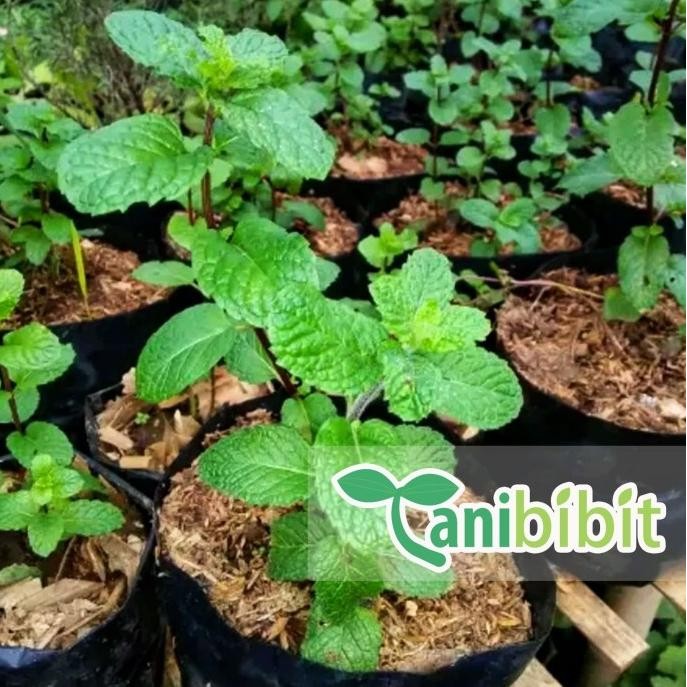 

Terlaris Bibit Tanaman Daun Mint - Daun Spearmint - Mentha - Herbal