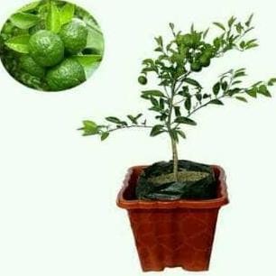 

Terlaris Bibit Buah Jeruk Nipis