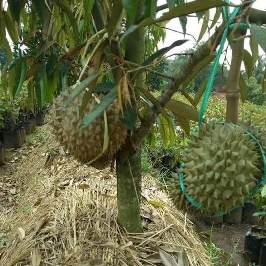 

Terlaris Bibit Durian Super Tembaga Bangka Hasil Okulasi Pendek Berbuah
