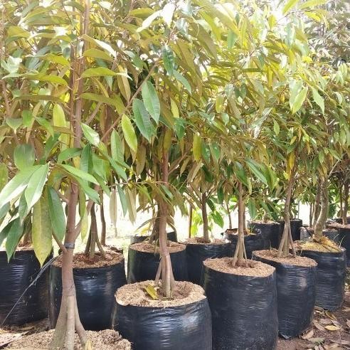 

Terlaris Bibit Tanaman Buah Durian Musangking Kaki 3 Tinggi 1 Meter Super