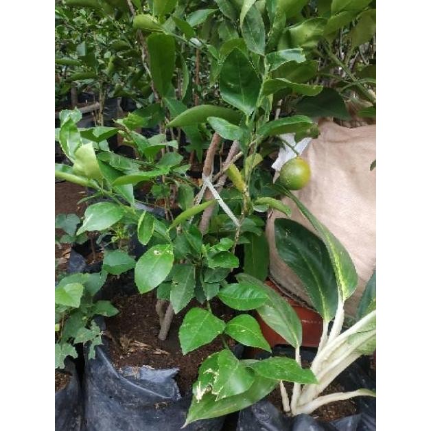 

Terlaris Bibit Tanaman Buah Jeruk Limo Sudah Berbuah Nipis Purut Nagami