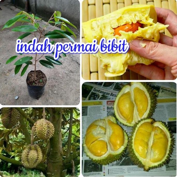 

Terlaris Bibit Tanaman Durian Si Hijau