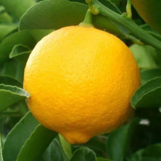 

Terlaris Bibit Jeruk Nipis Manis A1