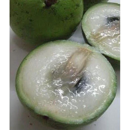 

Terlaris Bibit Tanaman Buah Genitu / Kenitu/Sawo Durian