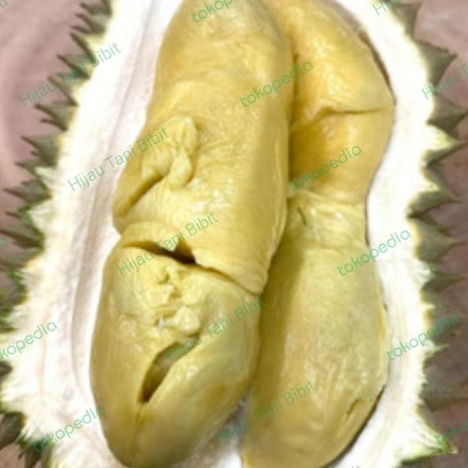 

Terlaris Bibit Durian Petruk Asli Okulasi Cepat Berbuah