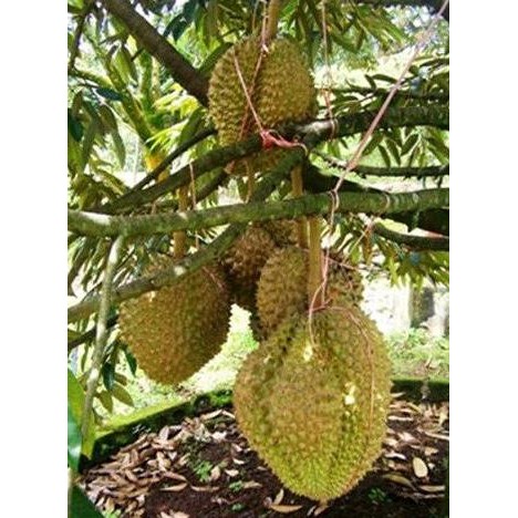 

Terlaris Paket 5 Batang Bibit Buah Durian Montong Dapat Berbuah Dalam Pot