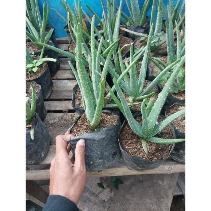 

Terlaris Bibit Lidah Buaya Jumbo Barbadensis Banyak Khasiat~ Ruefgl 3918Ra