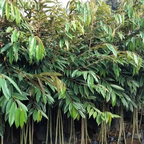 

Terlaris Bibit Durian Musangking,Bawor,Duri Hitam Dalam Pot Planterbag