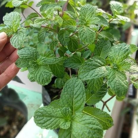

Terlaris Tanaman Daun Mint Asli / Tanaman Herbal Mint Asli Bibit Tanaman Super Unggul Asli Original