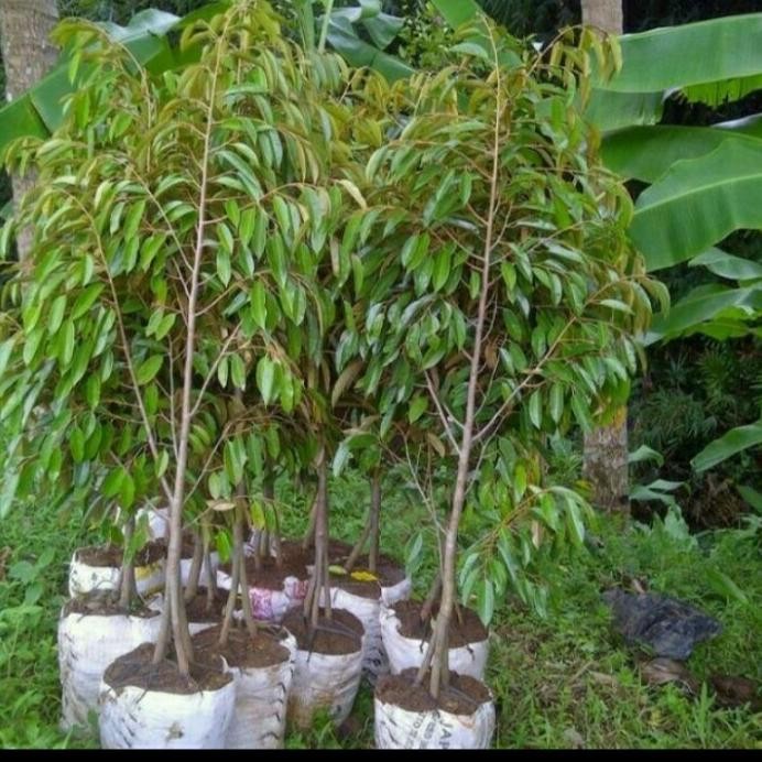

Terlaris Bibit Durian Kaki 3 Tinggi 2 Meter Cepat Berbuah, Ready Semua Jenis Asli Original
