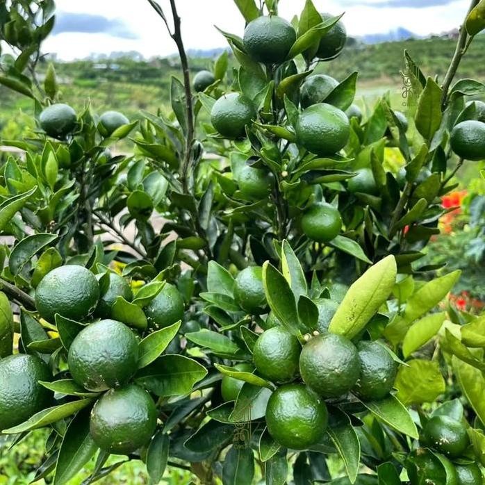 

Terlaris Bibit Jeruk Nipis/Lime Super Genjah