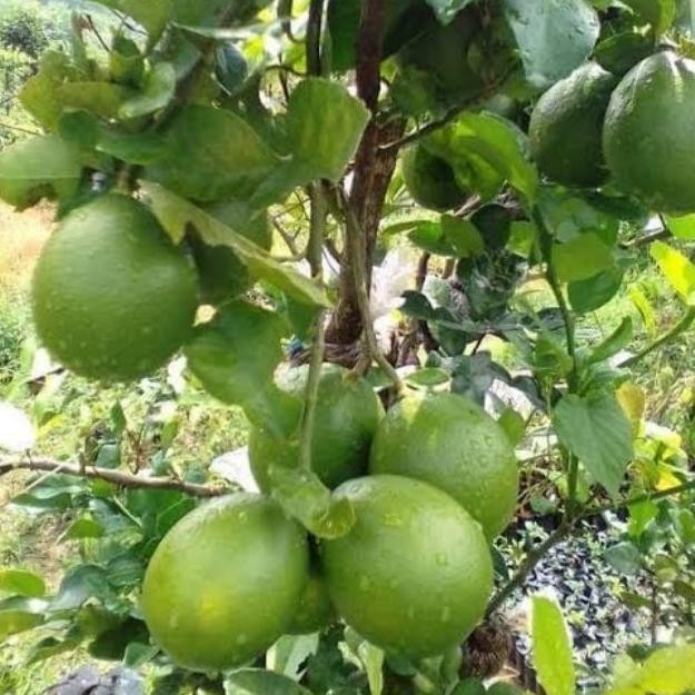 

Terlaris Bibit Tanaman Buah Jeruk Nipis/Jeruk Peras.