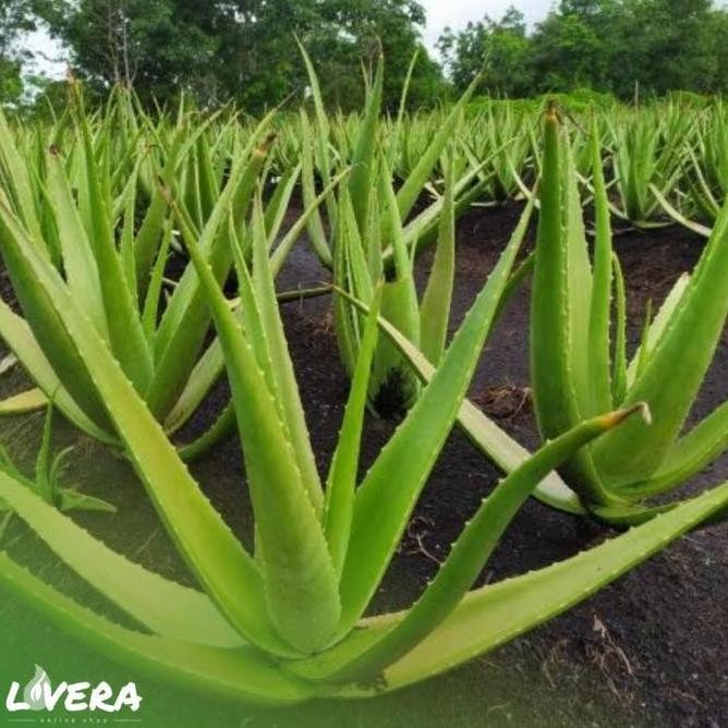 

Terlaris Ankn Bibit Lidah Buaya Pontianak / Kalimantan
