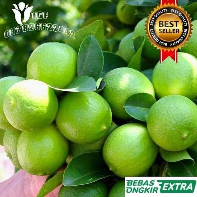 

Terlaris Bibit Jeruk Nipis Hasil Okulasi Cepat Berbuah