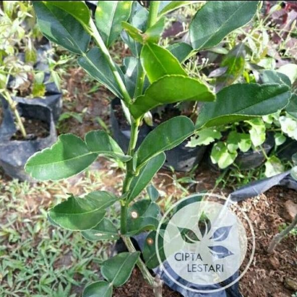 

Terlaris Bibit Jeruk Nipis Bumbu