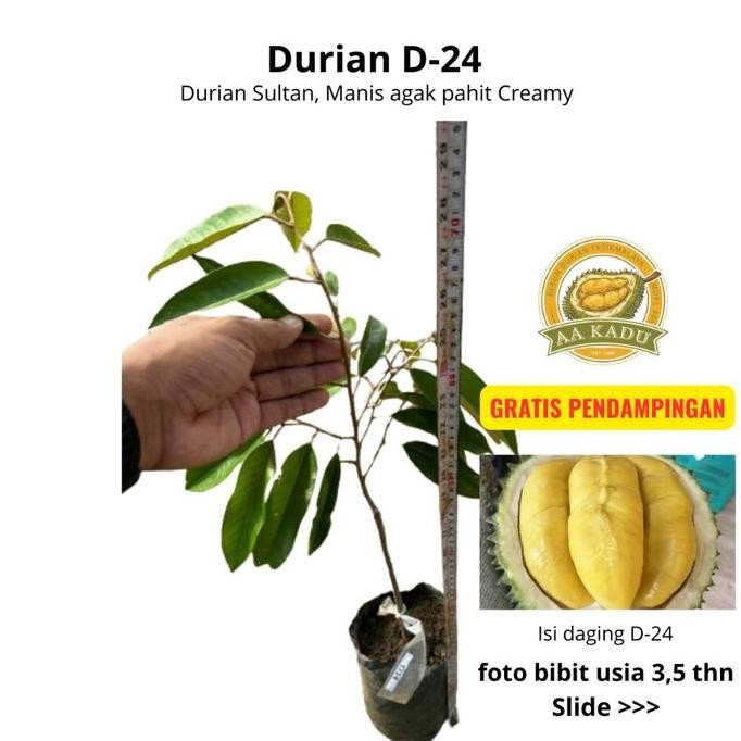 

Terlaris Bibit Durian D24 Duren Sultan Okulasi Tersertifikasi Daya Hidup Tinggi Bergaransi Aa Kadu Kebun Duritan Tasikmalaya Indonesia
