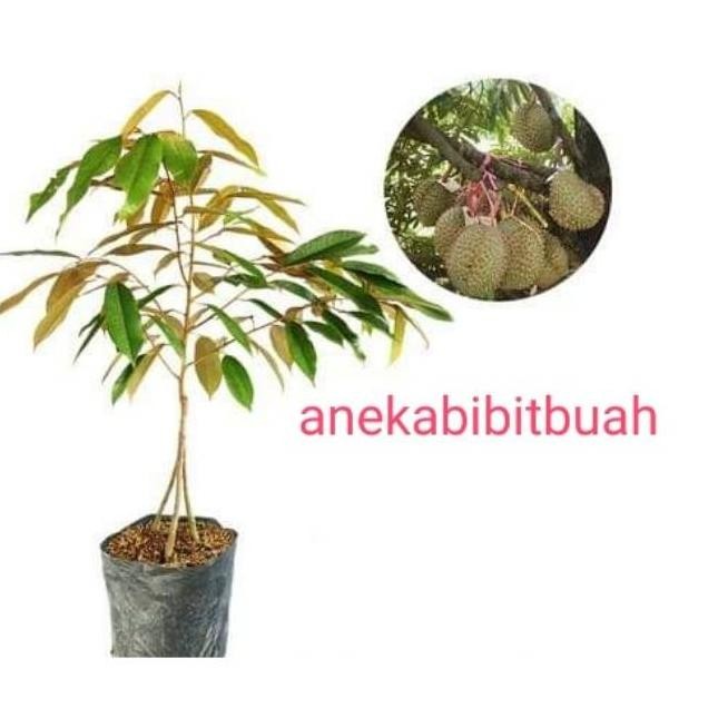

Terlaris Bibit Durian Bawor Kaki 3 Super