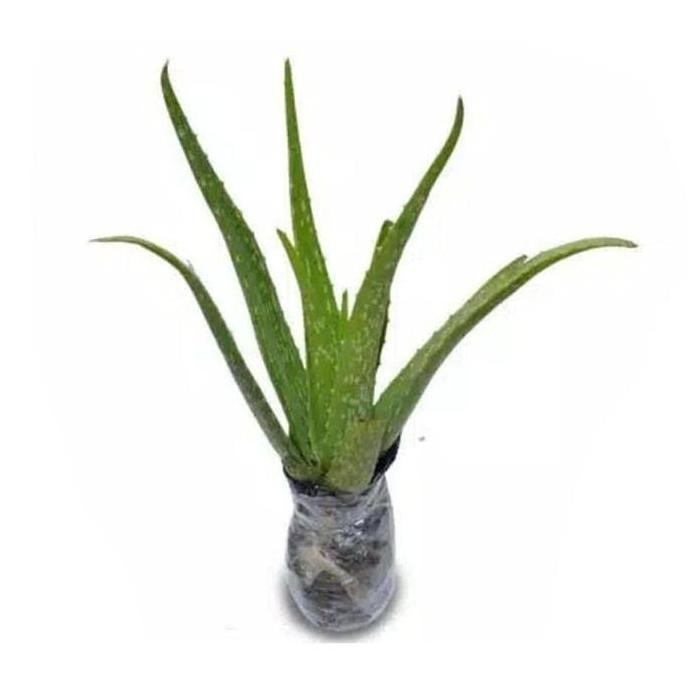 

Terlaris Bibit Pohon Lidah Buaya Jumbo Aloe Vera