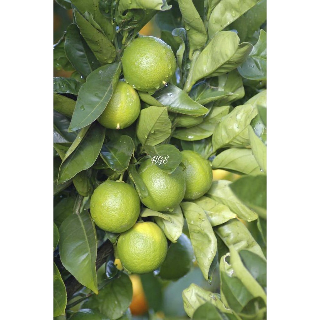 

Terlaris Bibit Tanaman Buah Jeruk Nipis