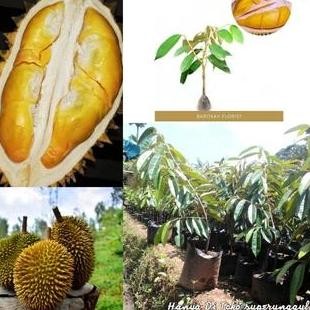 

Terlaris Bibit Buah Durian Simas Sp Unggul