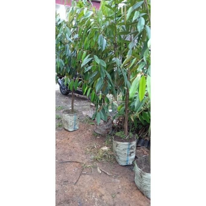 

Terlaris Bibit Durian Musangking Dongkelan Ukuran 1.5 M Up