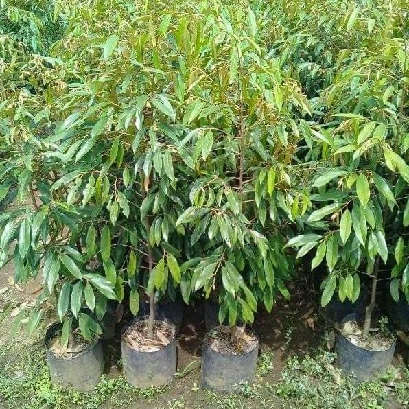 

Terlaris Bibit Durian Musangking, Montong, Bawor Super Akar 1